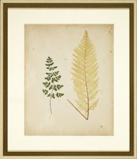 Cottage Ferns IV 24W x 28H