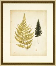 Cottage Ferns I 24W x 28H