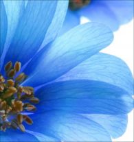 Close-up Blue Floral II 24W x 24H