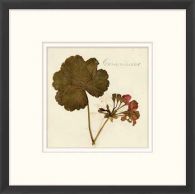 Napa Valley 1872 Herbarium XV 22W x 22H