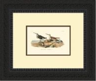 Custom Redbacked Sandpiper Series 21W x 18H