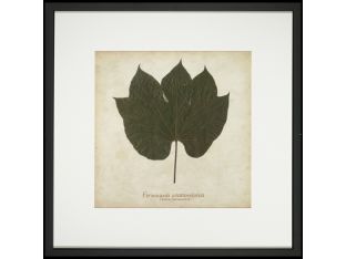 Chinese Parasol Tree 32W x 32H
