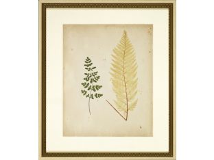 Cottage Ferns IV 24W x 28H
