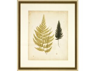 Cottage Ferns I 24W x 28H