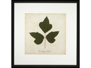 Kudzu Vine 32W x 32H