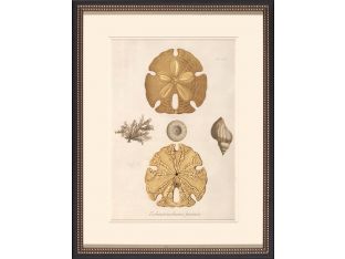 Sand Dollars II 23W x 29H