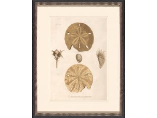 Sand Dollars I 23W x 29H