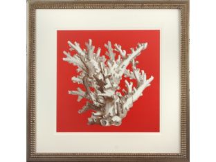 Coral on Red I 22W x 22H
