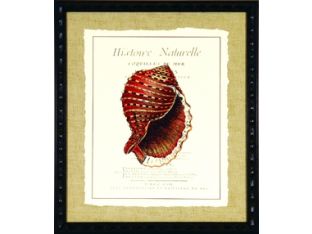Coquilles De Mer IV 18W x 21H
