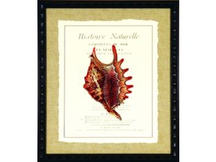 Coquilles De Mer III 18W x 21H