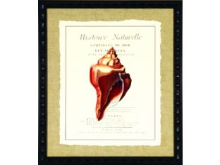 Coquilles De Mer II 18W x 21H