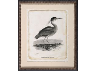 Common Night Heron 22W x 26H