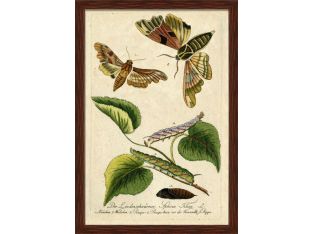 Moth Grande 38W x 54.5H