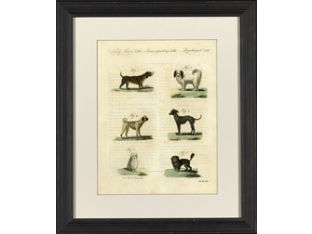 Dog Species I 23W x 27H
