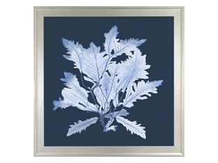 X-Ray Seagrass II 42W x 42H