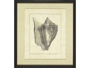 Vintage Shell I 22W x 24H