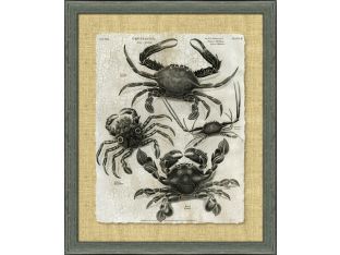 Crackled Crustacean I 34.5W x 40.5H