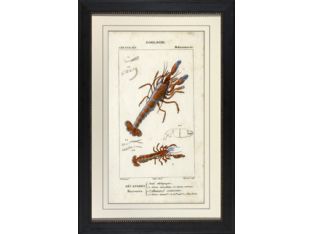 Red Lobster 29W x 43H