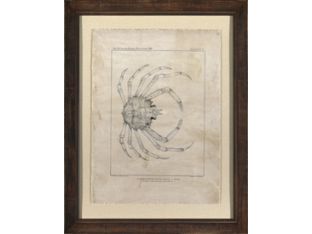 Grand Crustacean II 26W x 33H