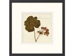 Napa Valley 1872 Herbarium XV 22W x 22H