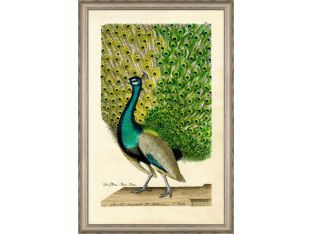 Peacock I 36W x 54H