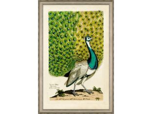 Peacock II 36W x 54H