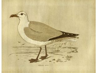 Herring Gull 23W x 18H