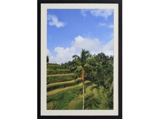 Single Palm 20W x 28H
